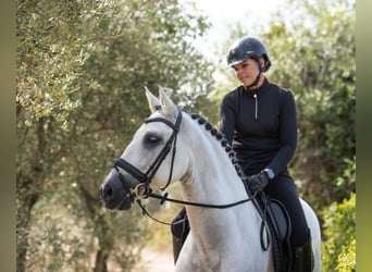 PRE Mestizo, Caballo castrado, 10 años, 164 cm, Tordo