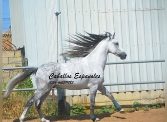 PRE Mestizo, Caballo castrado, 10 años, 165 cm