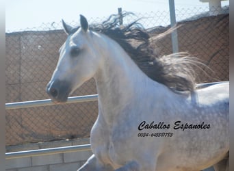PRE Mestizo, Caballo castrado, 10 años, 165 cm