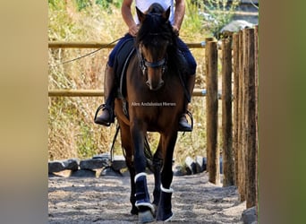 PRE Mestizo, Caballo castrado, 10 años, 165 cm, Castaño