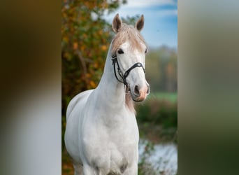 PRE, Caballo castrado, 10 años, 165 cm, Porcelana