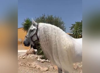 PRE Mestizo, Caballo castrado, 10 años, 165 cm, Tordo rodado