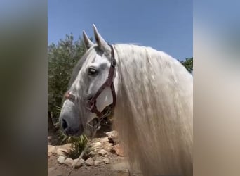 PRE Mestizo, Caballo castrado, 10 años, 165 cm, Tordo rodado