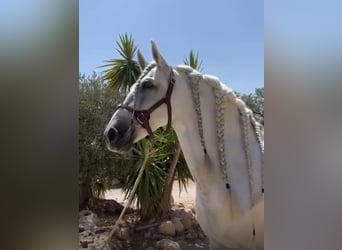 PRE Mestizo, Caballo castrado, 10 años, 165 cm, Tordo rodado