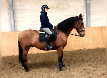 PRE Mestizo, Caballo castrado, 10 años, 167 cm, Castaño