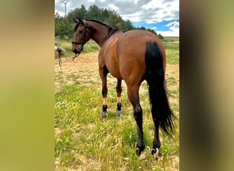 PRE Mestizo, Caballo castrado, 10 años, 167 cm, Castaño