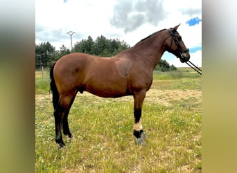 PRE Mestizo, Caballo castrado, 10 años, 167 cm, Castaño