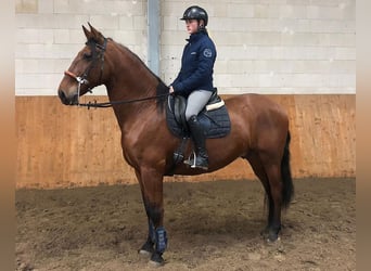 PRE Mestizo, Caballo castrado, 10 años, 167 cm, Castaño