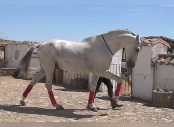 PRE Mestizo, Caballo castrado, 10 años, 167 cm, Tordo