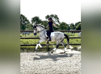 PRE, Caballo castrado, 10 años, 167 cm, Tordo picazo