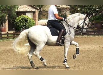 PRE Mestizo, Caballo castrado, 10 años, 168 cm, Tordo