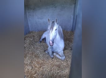 PRE Mestizo, Caballo castrado, 10 años, 168 cm, Tordo