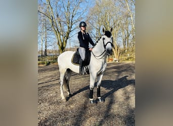 PRE Mestizo, Caballo castrado, 10 años, 169 cm, Tordo rodado