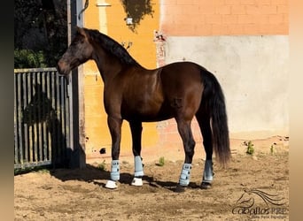 PRE, Caballo castrado, 10 años, 170 cm, Castaño