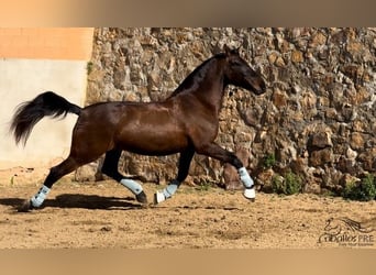 PRE, Caballo castrado, 10 años, 170 cm, Castaño