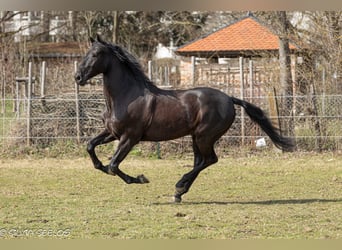 PRE, Caballo castrado, 10 años, 170 cm, Negro