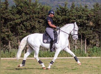 PRE, Caballo castrado, 10 años, 170 cm, Tordo
