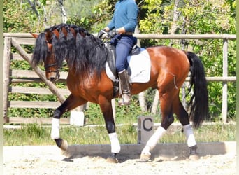 PRE Mestizo, Caballo castrado, 10 años, 171 cm, Castaño rojizo