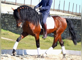 PRE Mestizo, Caballo castrado, 10 años, 171 cm, Castaño rojizo