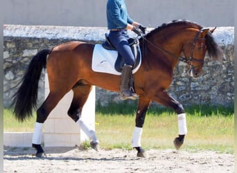 PRE Mestizo, Caballo castrado, 10 años, 171 cm, Castaño rojizo