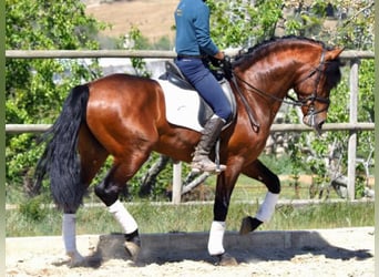 PRE Mestizo, Caballo castrado, 10 años, 171 cm, Castaño rojizo