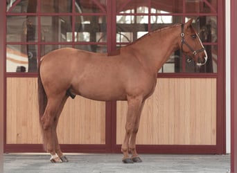 PRE Mestizo, Caballo castrado, 10 años, 172 cm, Alazán