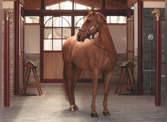 PRE Mestizo, Caballo castrado, 10 años, 172 cm, Alazán