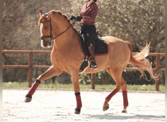 PRE Mestizo, Caballo castrado, 10 años, 172 cm, Alazán