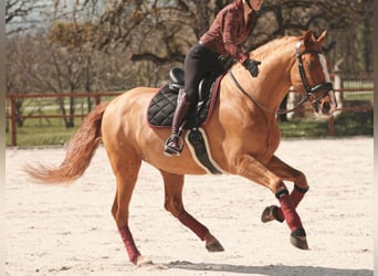 PRE Mestizo, Caballo castrado, 10 años, 172 cm, Alazán