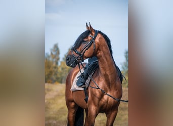 PRE, Caballo castrado, 10 años, 172 cm, Castaño rojizo