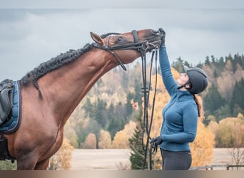 PRE, Caballo castrado, 10 años, 172 cm, Castaño rojizo