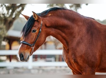 PRE, Caballo castrado, 10 años, 174 cm, Castaño