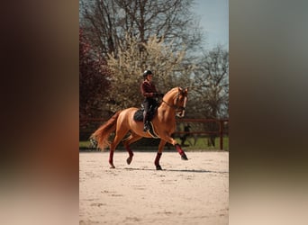 PRE, Caballo castrado, 10 años, 176 cm, Alazán-tostado