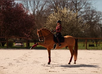 PRE, Caballo castrado, 10 años, 176 cm, Alazán-tostado