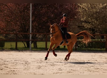 PRE, Caballo castrado, 10 años, 176 cm, Alazán-tostado