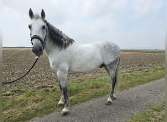 PRE Mestizo, Caballo castrado, 10 años, Tordo rodado