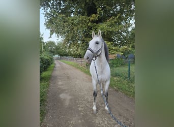 PRE Mestizo, Caballo castrado, 10 años, Tordo rodado