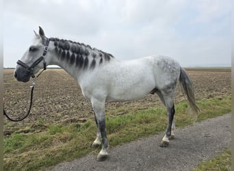 PRE Mestizo, Caballo castrado, 10 años, Tordo rodado