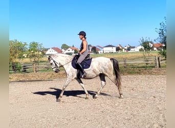 PRE Mestizo, Caballo castrado, 11 años, 154 cm, Tordo rodado