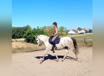 PRE Mestizo, Caballo castrado, 11 años, 154 cm, Tordo rodado