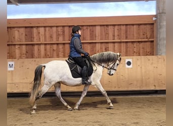 PRE Mestizo, Caballo castrado, 11 años, 155 cm, Tordo rodado