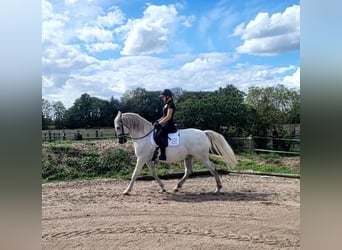 PRE, Caballo castrado, 11 años, 156 cm, Tordo