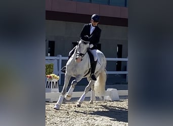 PRE Mestizo, Caballo castrado, 11 años, 157 cm, Tordo