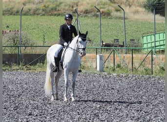 PRE Mestizo, Caballo castrado, 11 años, 157 cm, Tordo