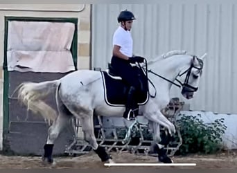 PRE Mestizo, Caballo castrado, 11 años, 157 cm, Tordo