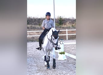 PRE Mestizo, Caballo castrado, 11 años, 157 cm, Tordo