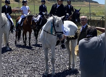 PRE Mestizo, Caballo castrado, 11 años, 157 cm, Tordo