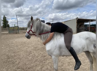 PRE Mestizo, Caballo castrado, 11 años, 157 cm, Tordo