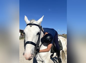 PRE Mestizo, Caballo castrado, 11 años, 157 cm, Tordo