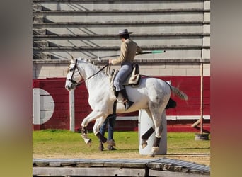 PRE, Caballo castrado, 11 años, 157 cm, Tordo